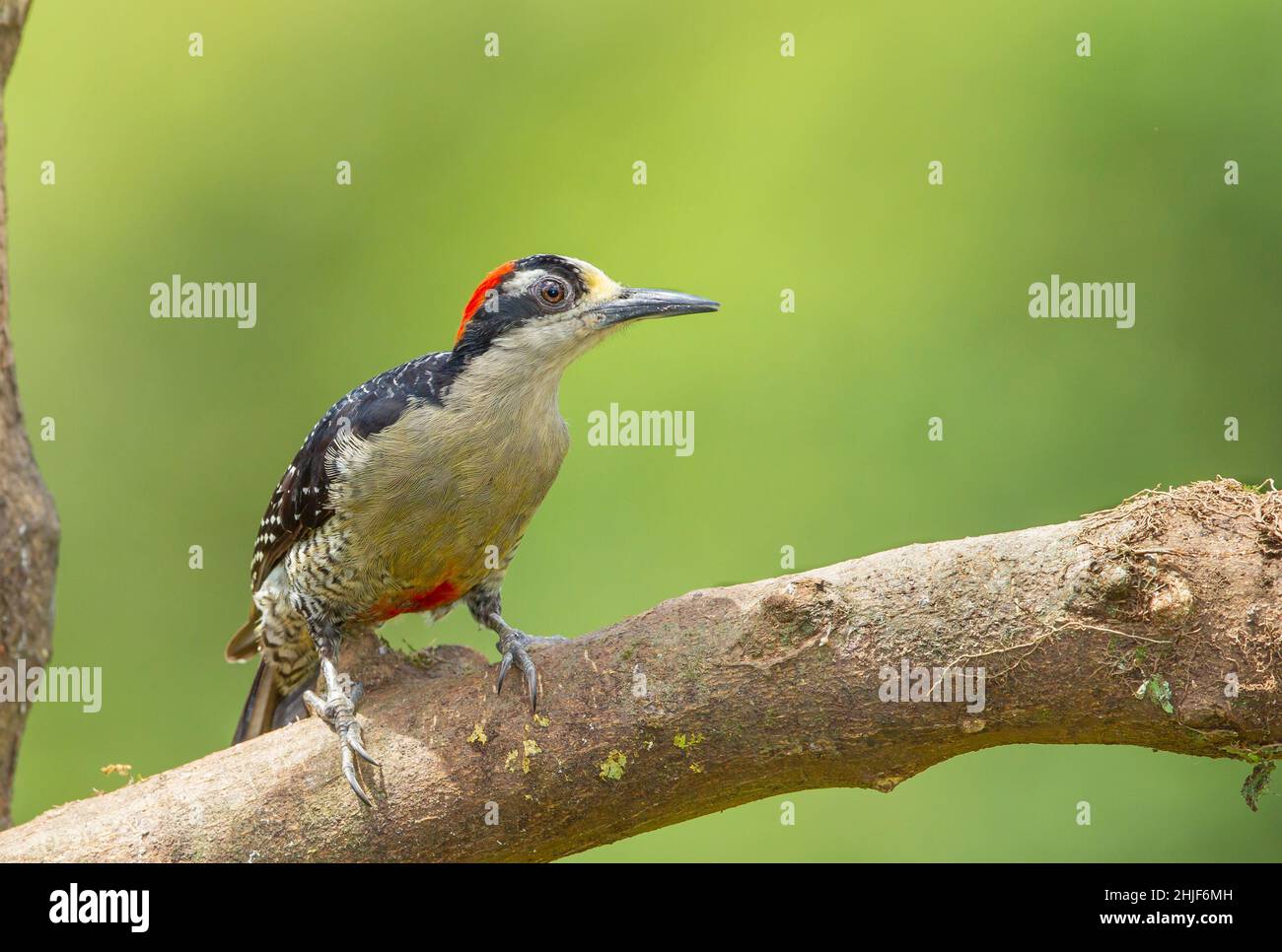 Black-cheeked Woodpecker (Melanerpes pucherans) Stock Photo