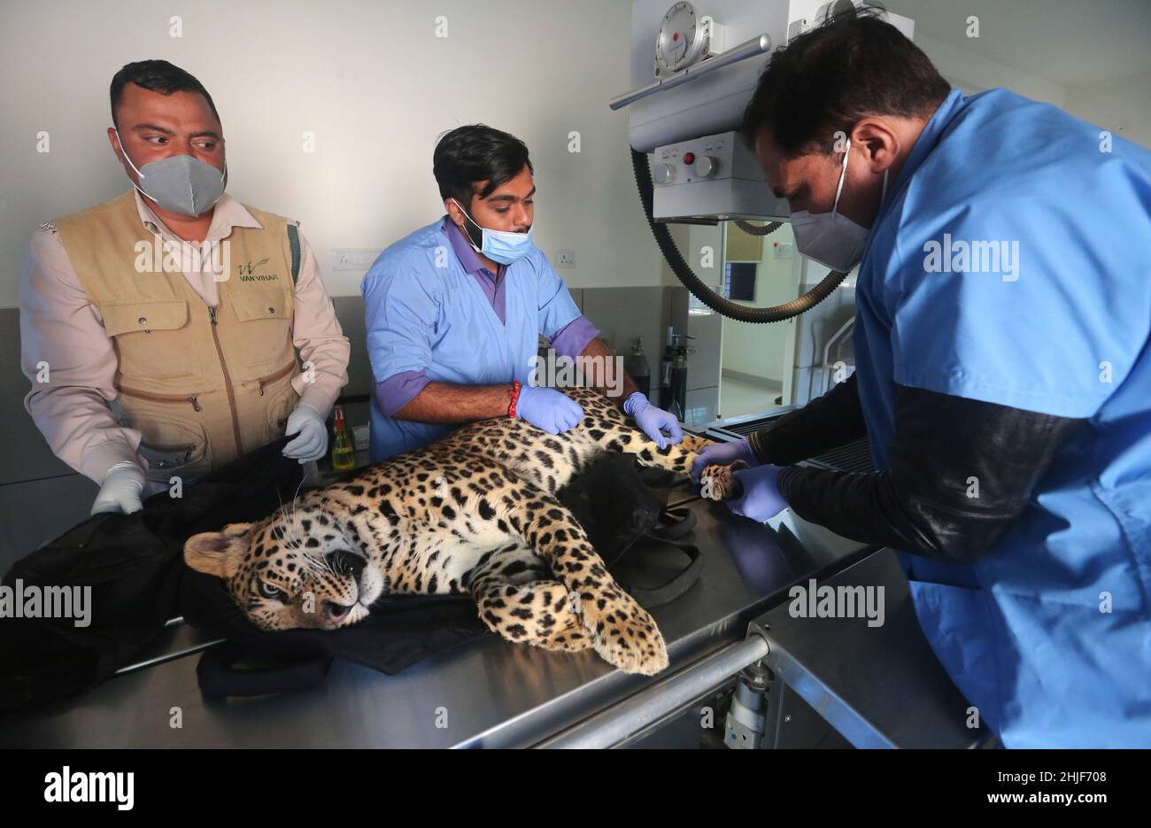 Bhopal, India. 29th Jan, 2022. A team of veterinary doctors treats a 2 yrs old injured Leopard