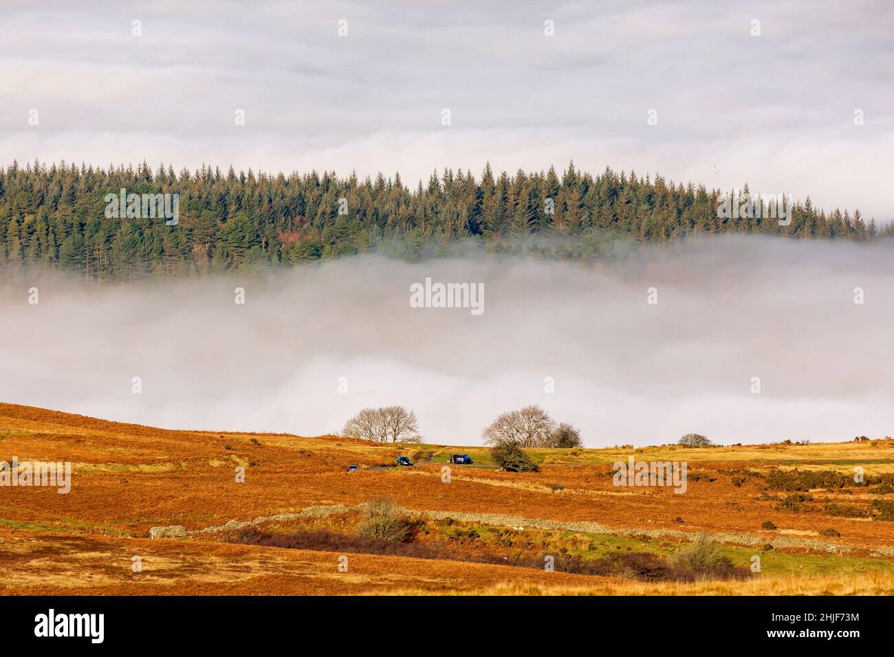 Trees emerging from swirling low level fog and a temperature inversion (Crickhowell, Wales,UK) Stock Photo