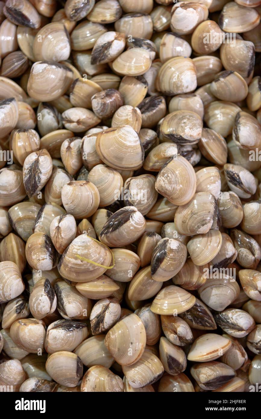 Clams on sale at a market in the Old Quarter of Hanoi, Vietnam, Southeast Asia Stock Photo