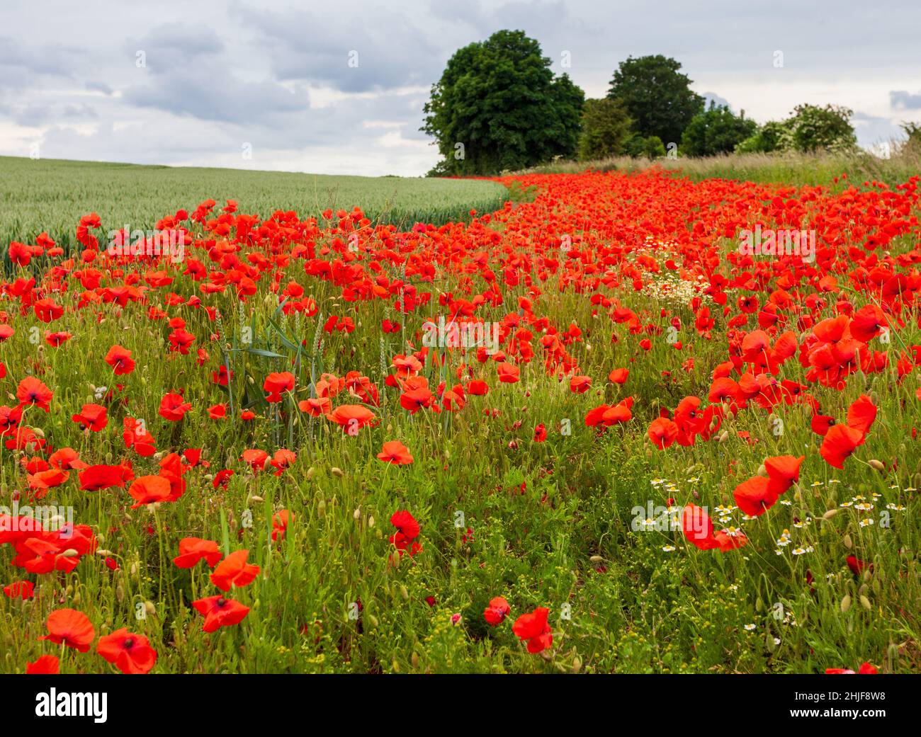 An abundance of corn poppies flowering in the margin of a field of growing cereal crop in Tadcaster, North Yorkshire Stock Photo