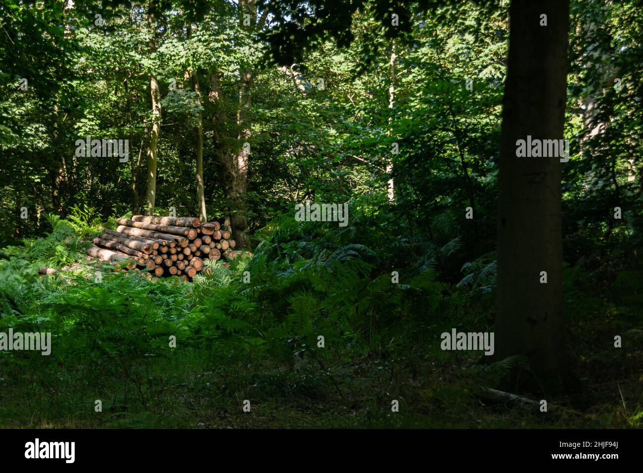 Pile of cut down trees left in an abundant forest in Oxfordshire, UK
