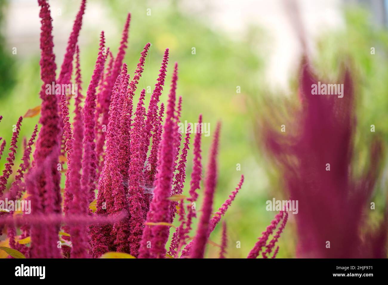 Indian red amaranth plant growing in summer garden. Leaf vegetable