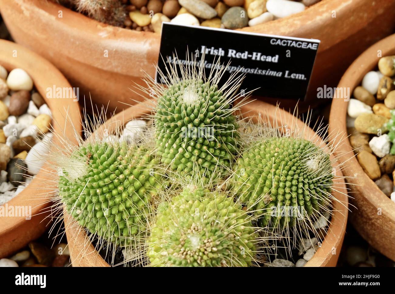 Mammillaria Spinosissima, Spiny Pincushion Cactus or Irish Red Head Cactus in A Pot. A Succulent Plants for Garden Decoration. Stock Photo
