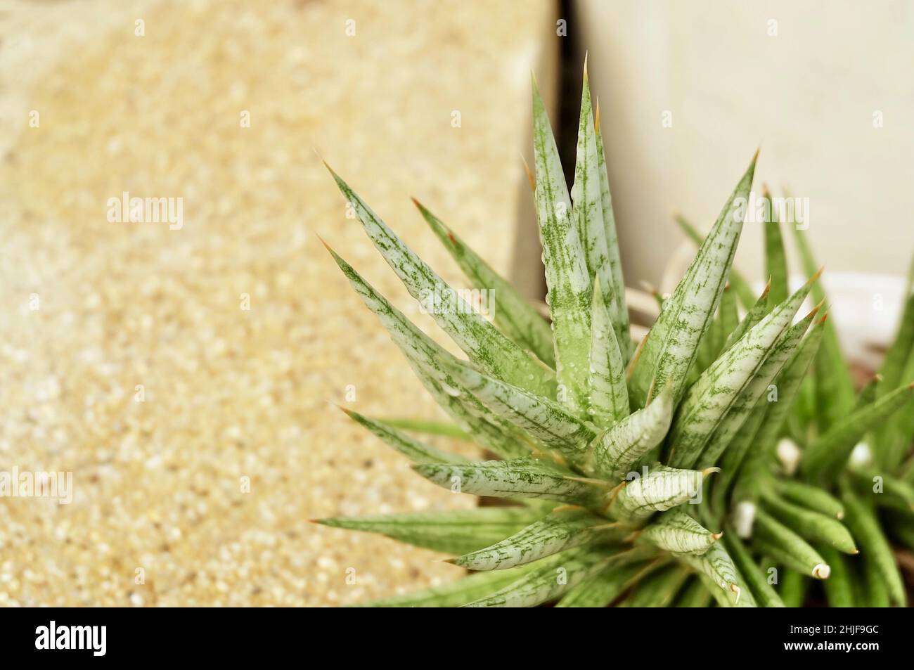 Sansevieria Plants Decoration in The Beautiful Garden. A Succulent Plants with A Large Rosette of Thick and Fleshy Leaves. Stock Photo