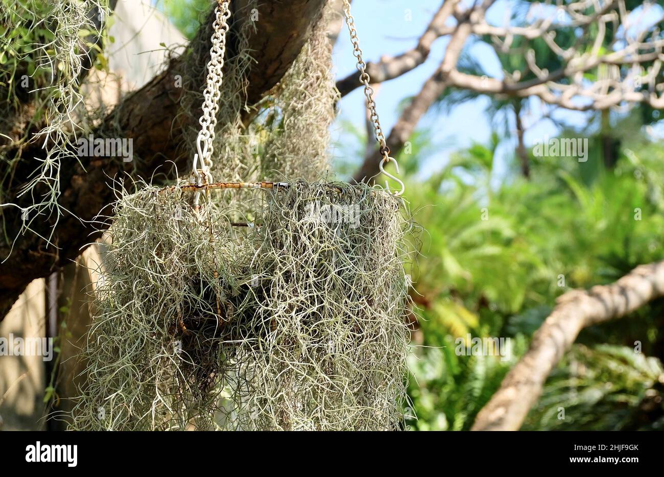 Beautiful Green Tillandsia Usneoides Plants or Spanish Moss Plants Hanging On The Air Stock