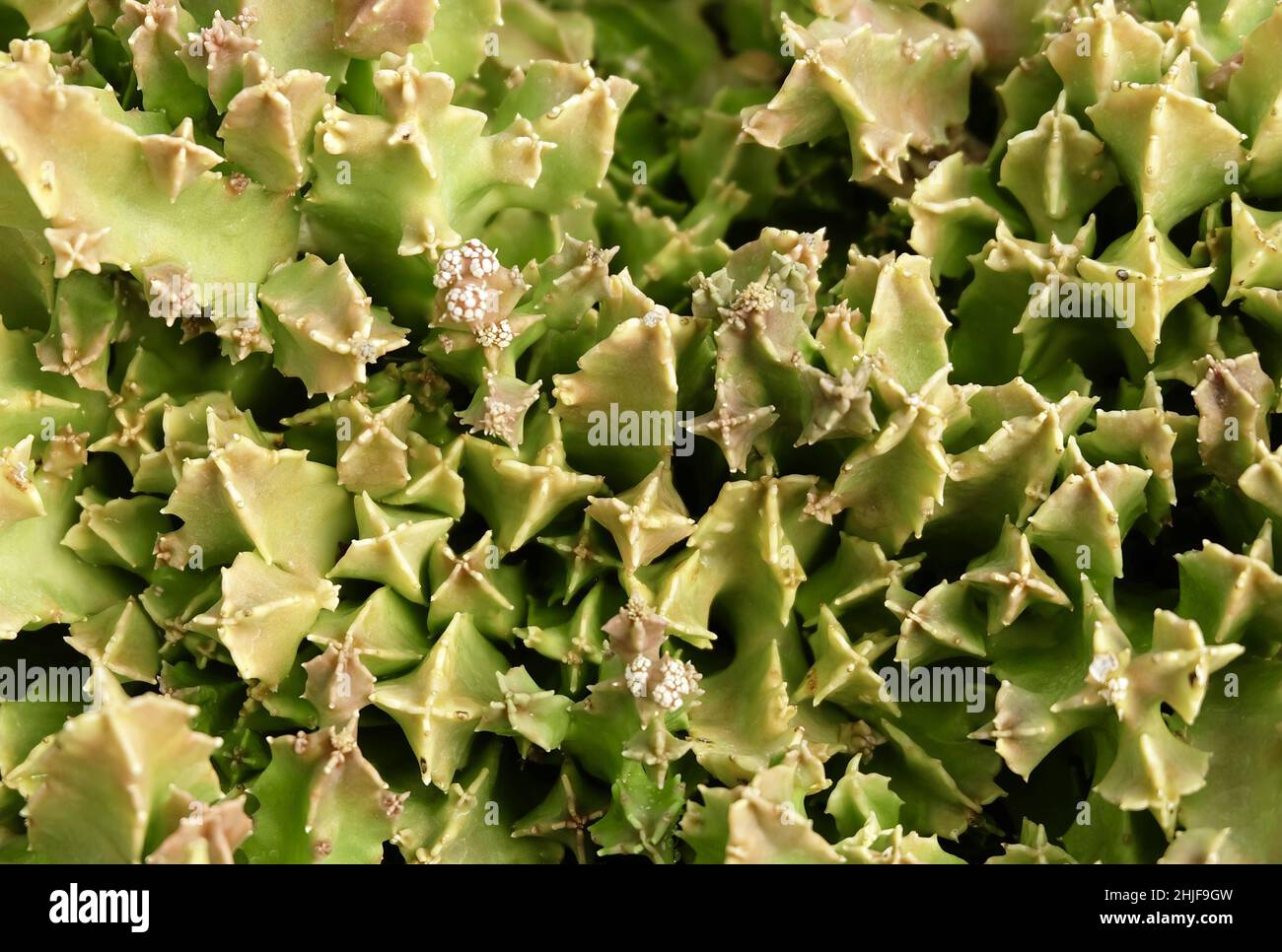 Top View of Green Huernia Plants, A Succulent Plants with Sharp Thorns for Garden Decoration. Stock Photo
