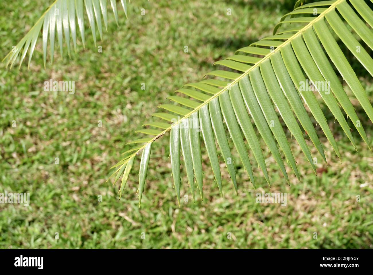 Garden and Plant, Dioon Edule Plants or Chestnut Dioon Palm Decoration in The Beautiful Garden. A Succulent Plants with Thick and Fleshy Leaves with S Stock Photo