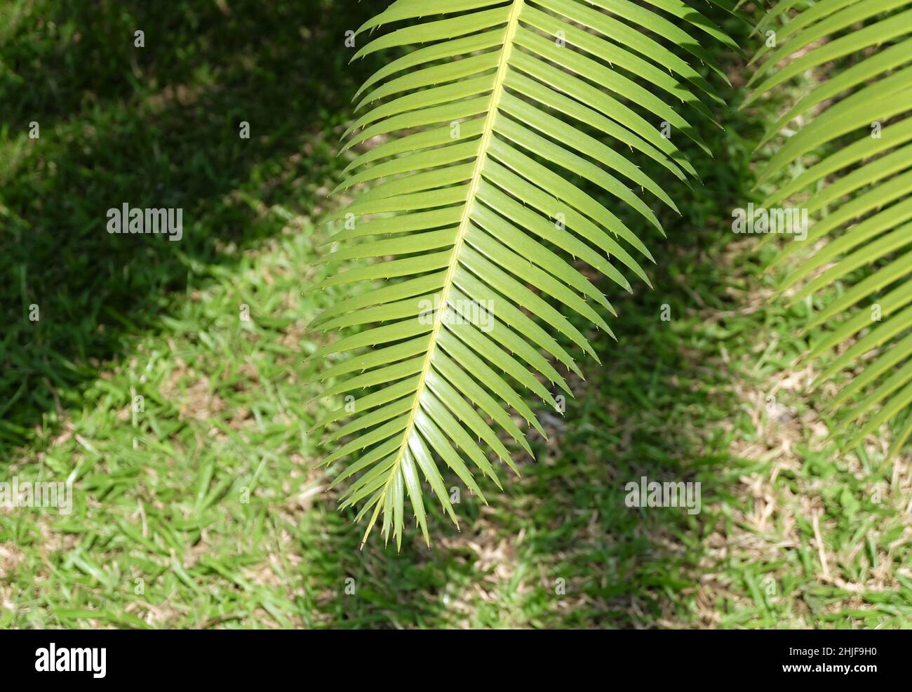 Garden and Plant, Dioon Edule Plants or Chestnut Dioon Palm Decoration in The Beautiful Garden. A Succulent Plants with Thick and Fleshy Leaves with S Stock Photo