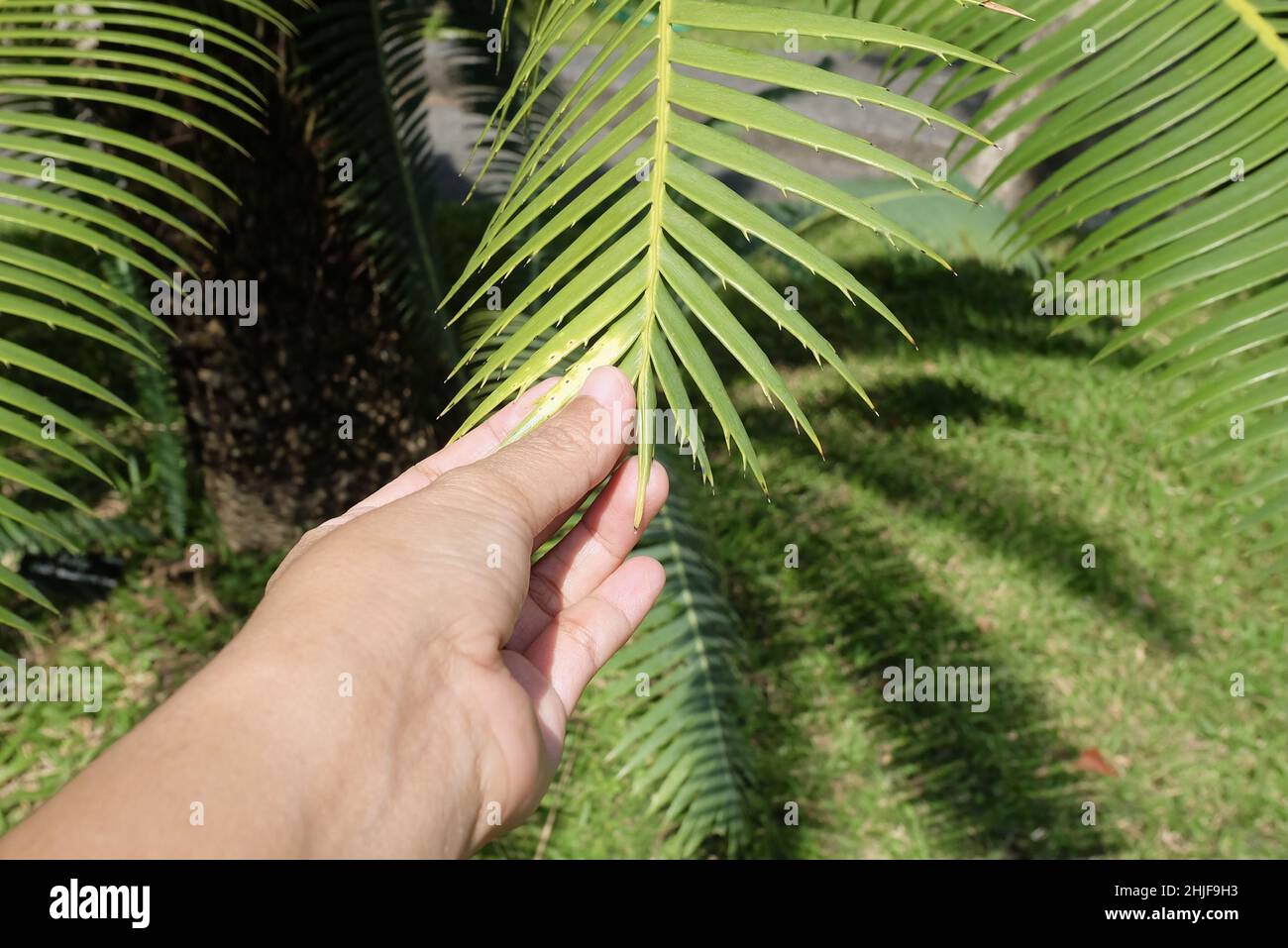 Gardener Holding Carefully Dioon Edule Plants or Chestnut Dioon Palm. A Succulent Plants with Thick and Fleshy Leaves with Sharp Thorns. Stock Photo
