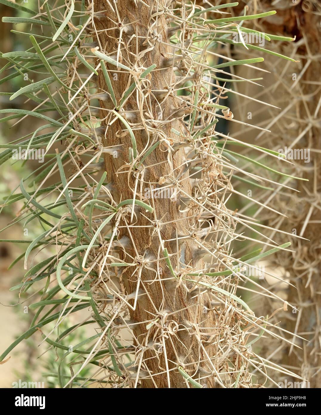 Garden and Plant, Closeup of Austrocylindropuntia Subulata, Eve's Pin or Eve's Needle Cactus in The Garden. A Succulent Plants with Sharp Thorns. Stock Photo