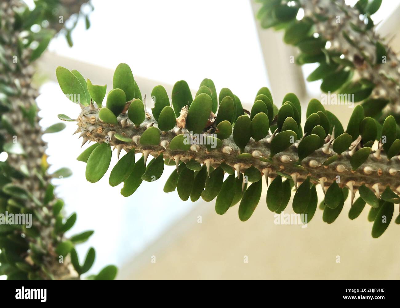 ALLUAUDA PROCERA : Madagascar Ocotllo – Healthy Lve Plants for