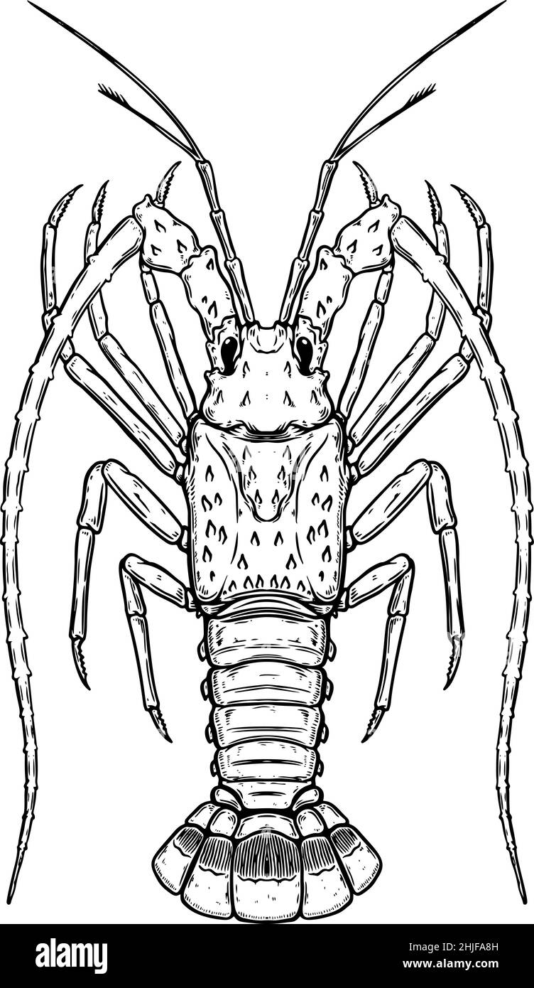 Illustration of florida Spiny Lobster in engraving style. Design ...