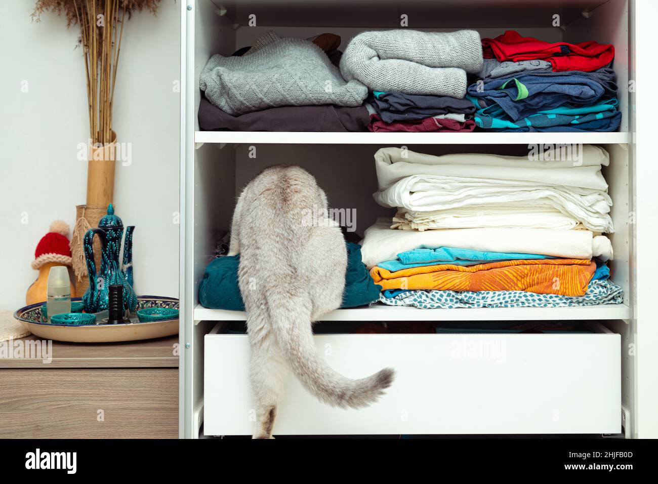 British silver cat is hiding in a closet. Unusual shelter, cat habits Stock Photo Alamy