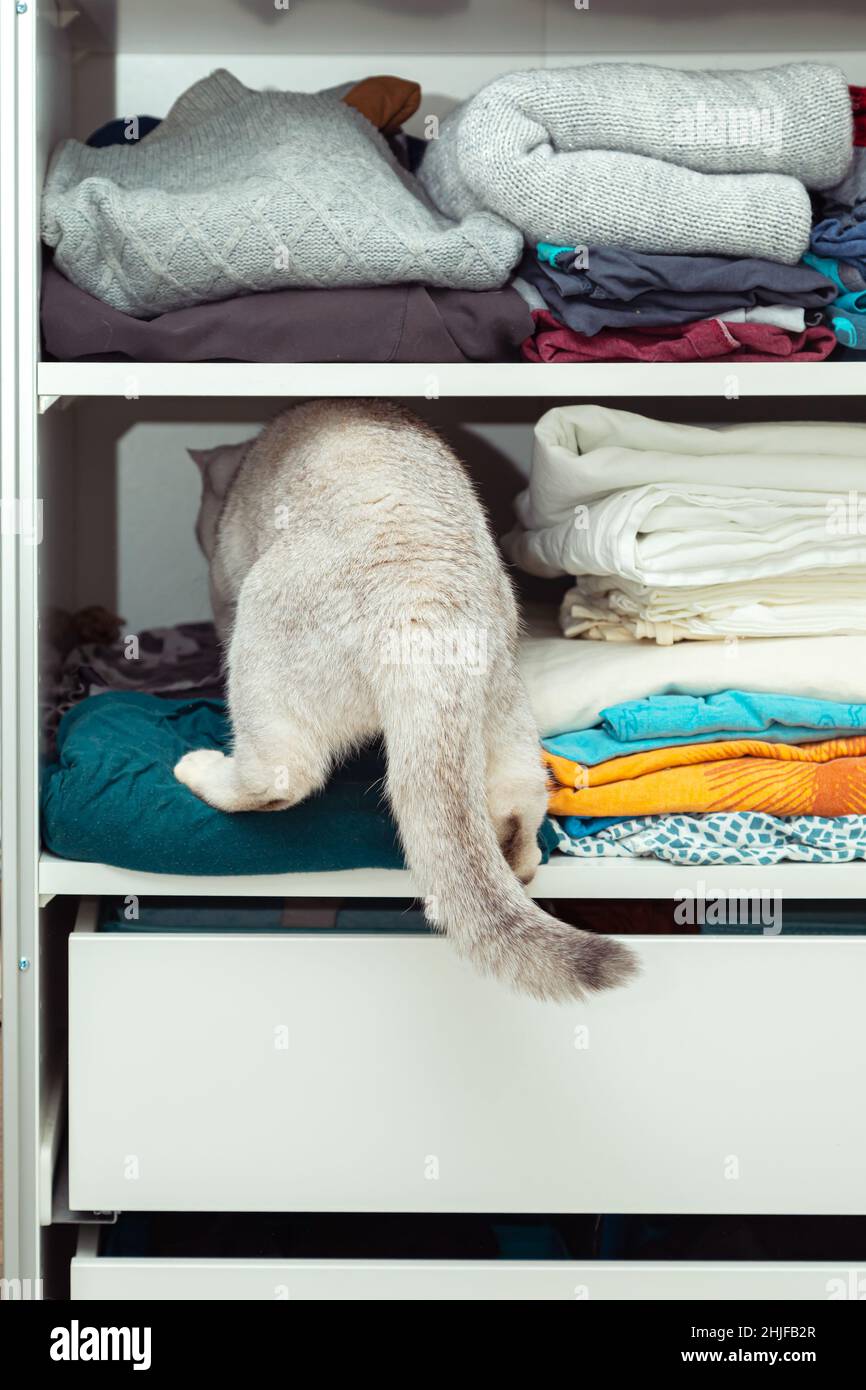 Picture of Hiding in closet hi-res stock photography and images - Alamy