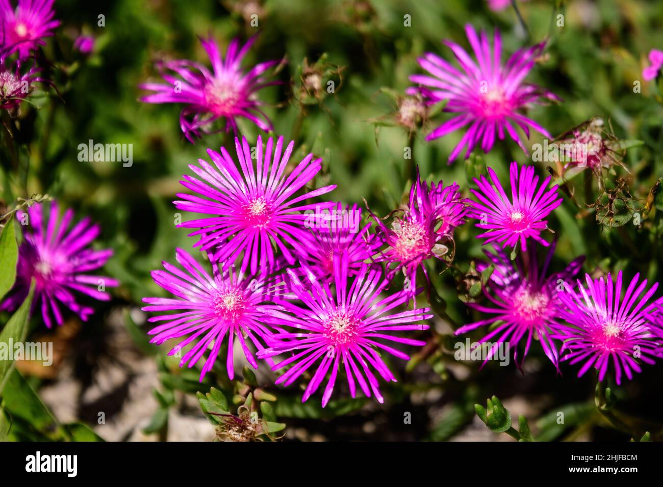 Group of pink magenta flowers of Delosperma cooperi or Mesembryanthemum cooperi, commonky known