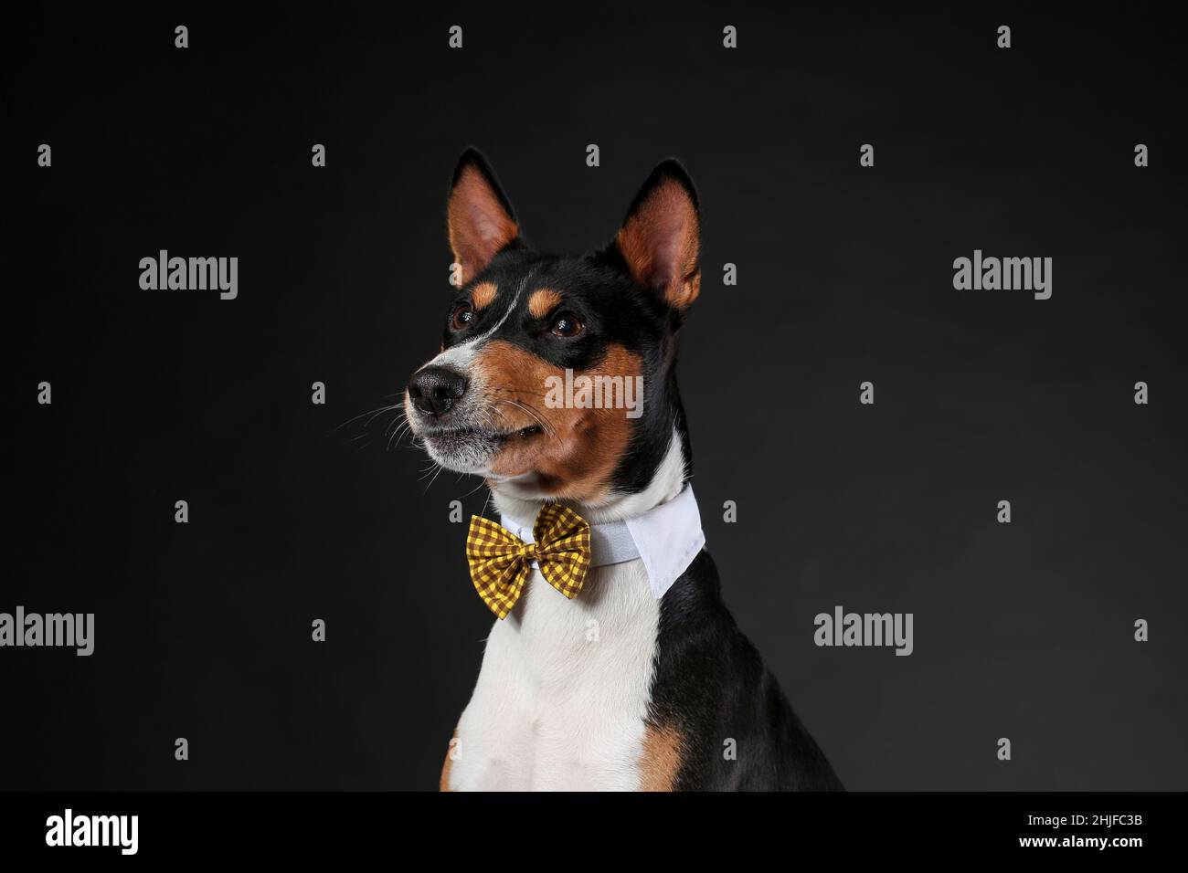 Serious and funny dog of african basenji breed wearing bow tie isolated against black background. Copy space. Stock Photo