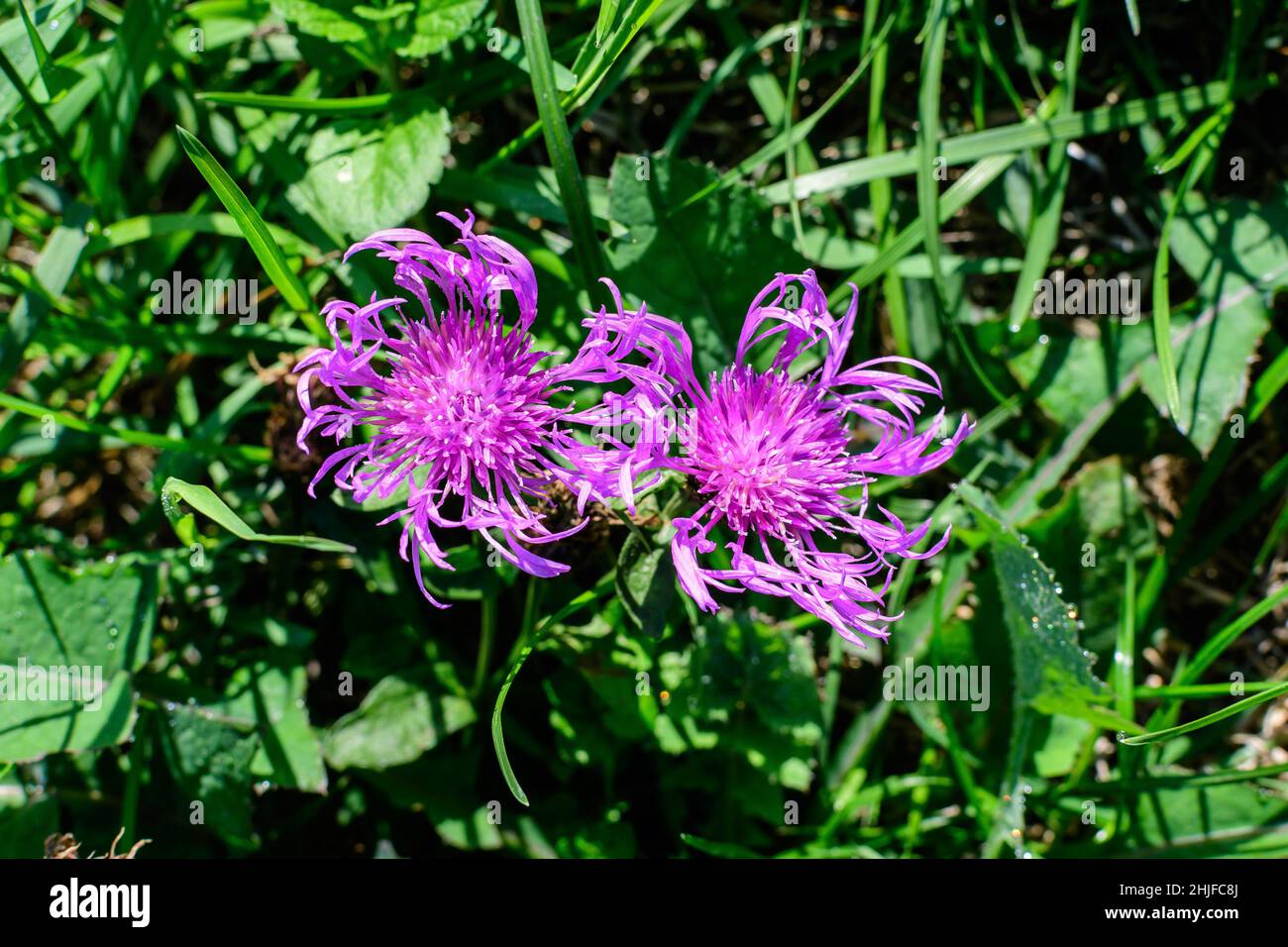 Two small blue flowers of Centaurea montana, commonly known as perennial cornflower, mountain cornflower, bachelor's button, montane knapweed or mount Stock Photo