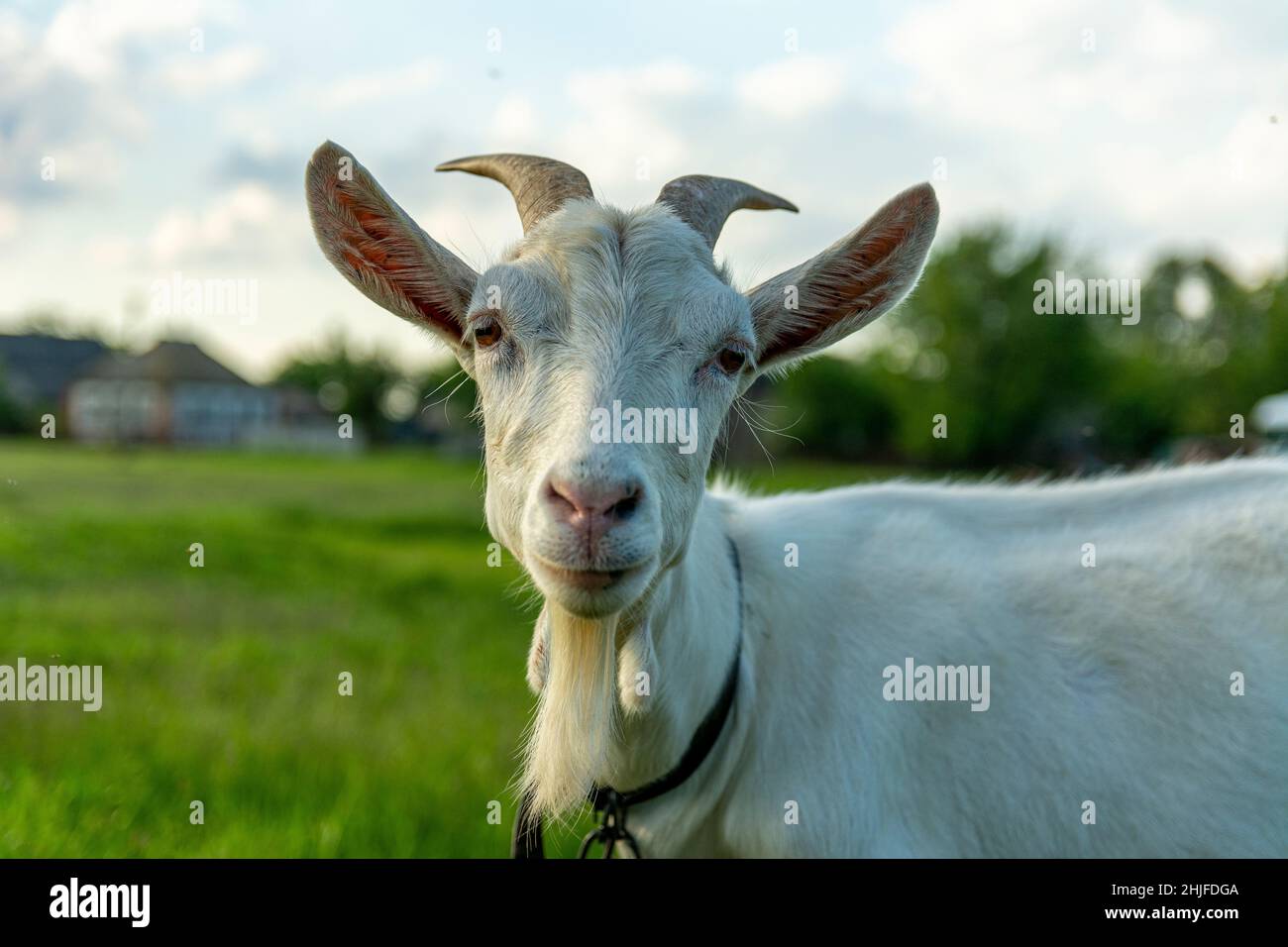 Brass goat hi-res stock photography and images - Alamy