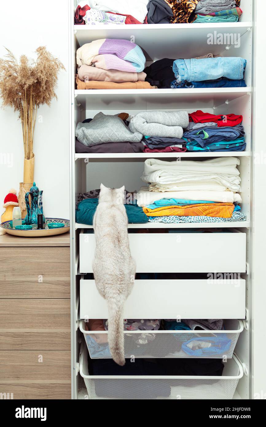 British silver cat is hiding in a closet. Unusual shelter, cat habits
