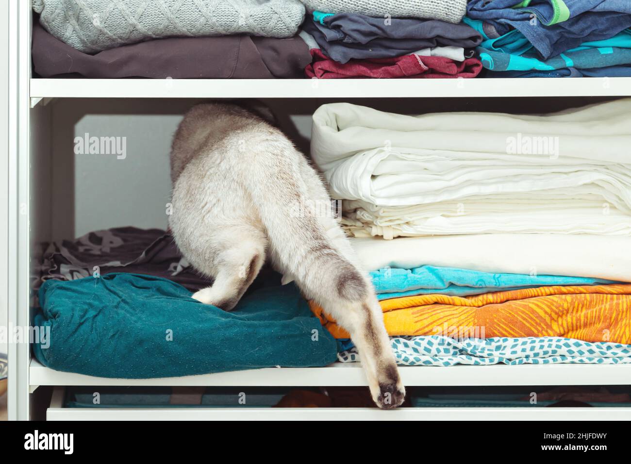 British silver cat is hiding in a closet. Unusual shelter, cat habits