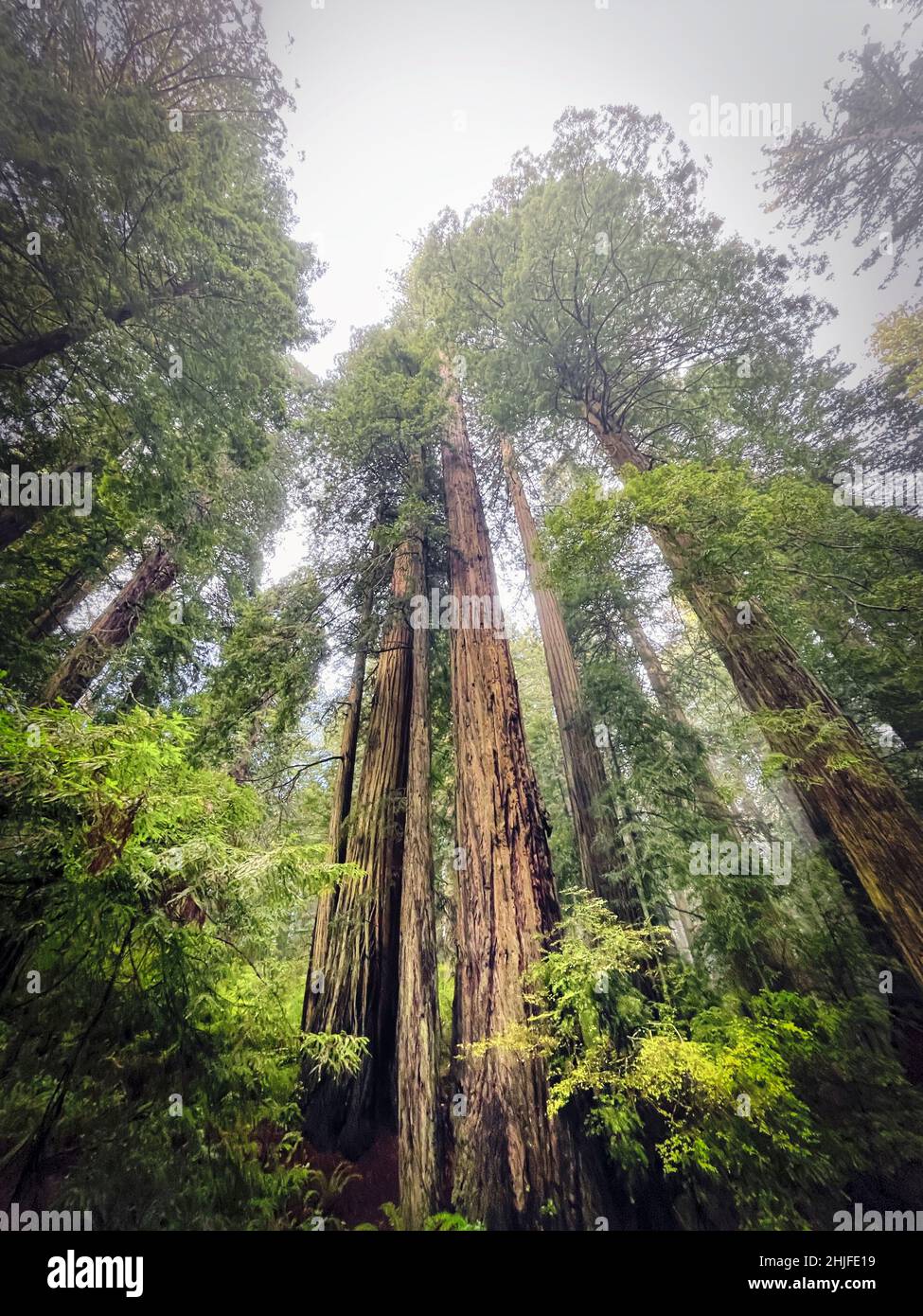 The majestic redwood trees of the Del Norte Coast Redwoods State Park on US Route 101, also called the Redwood Highway, in northern California. Stock Photo