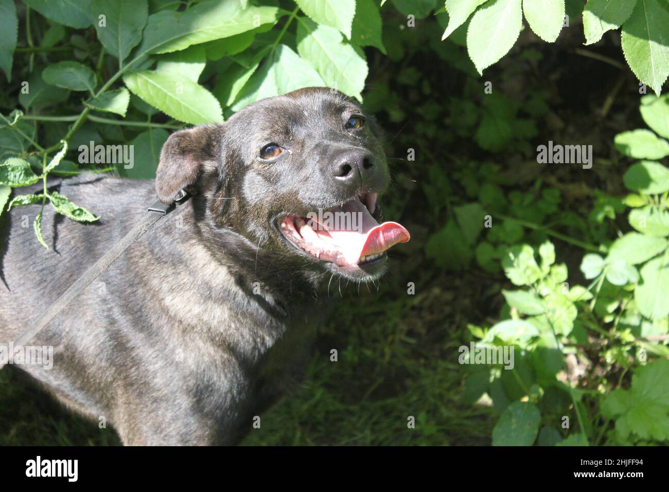 do black dogs get hotter