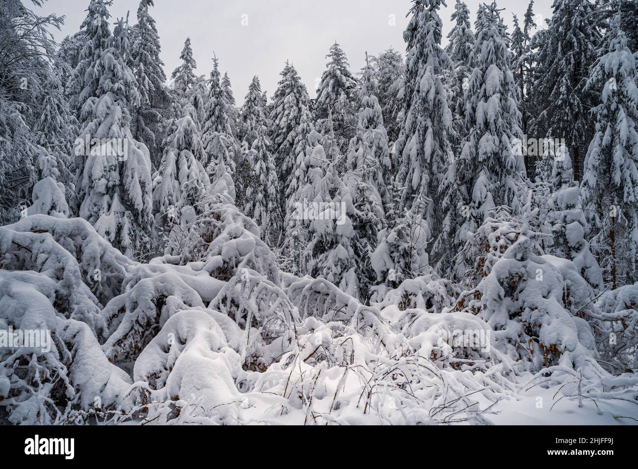 Beautiful winter landscape with snow covered trees in fog. Harsh winter ...