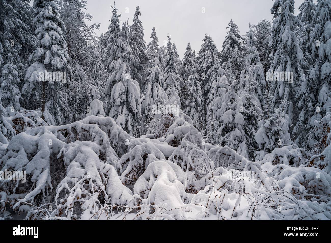 Beautiful winter landscape with snow covered trees in fog. Harsh winter ...