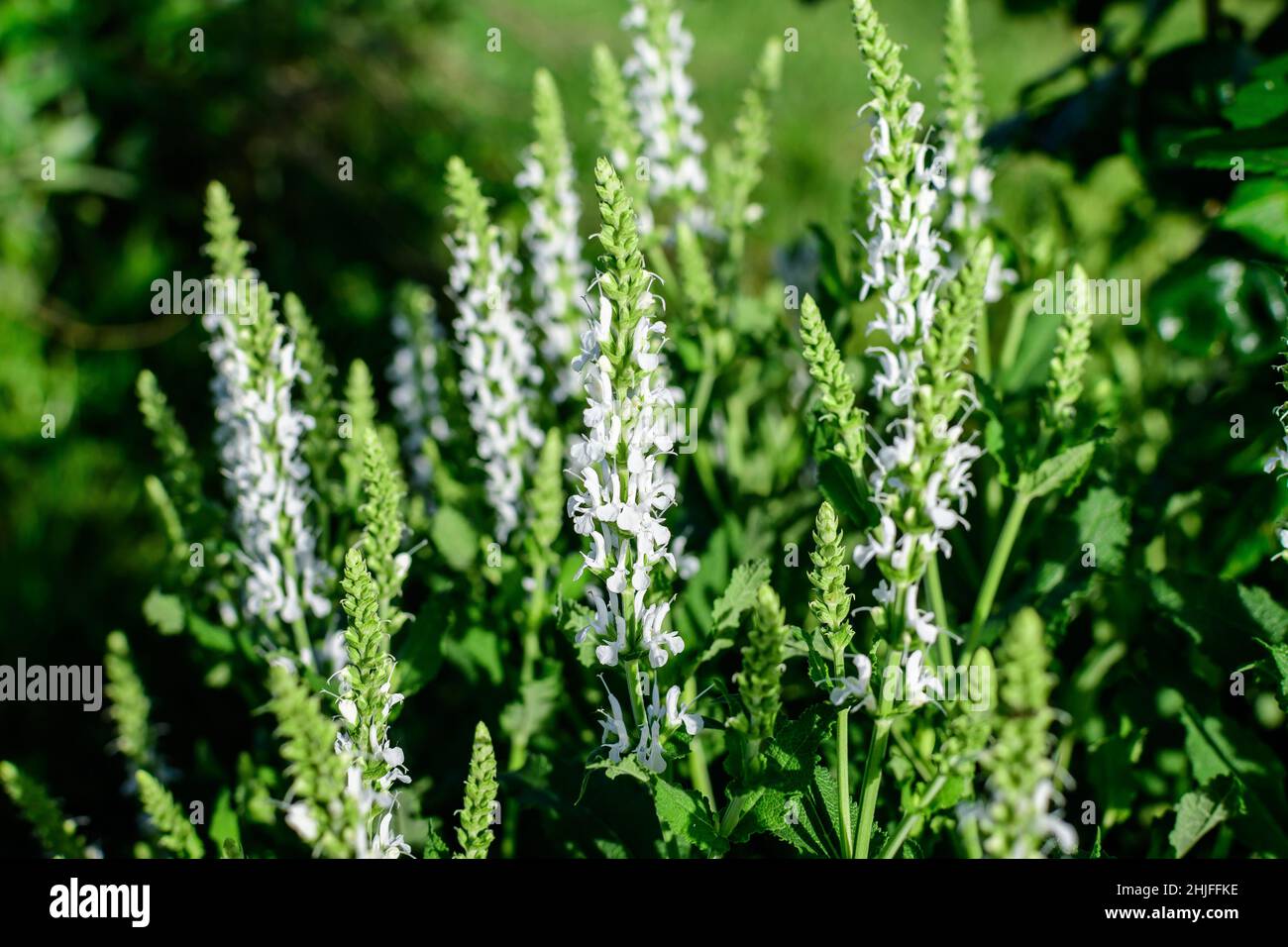 Large evergreen shrub with flowers of Salvia White Rain (Whorled Sage
