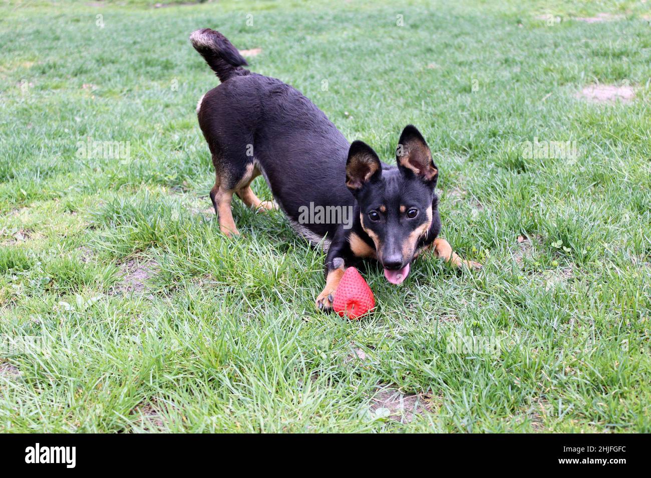 A little black dog is playing on the grass. He has his favorite red rubber toy: a strawberry. The dog is playful and full of energy. Stock Photo