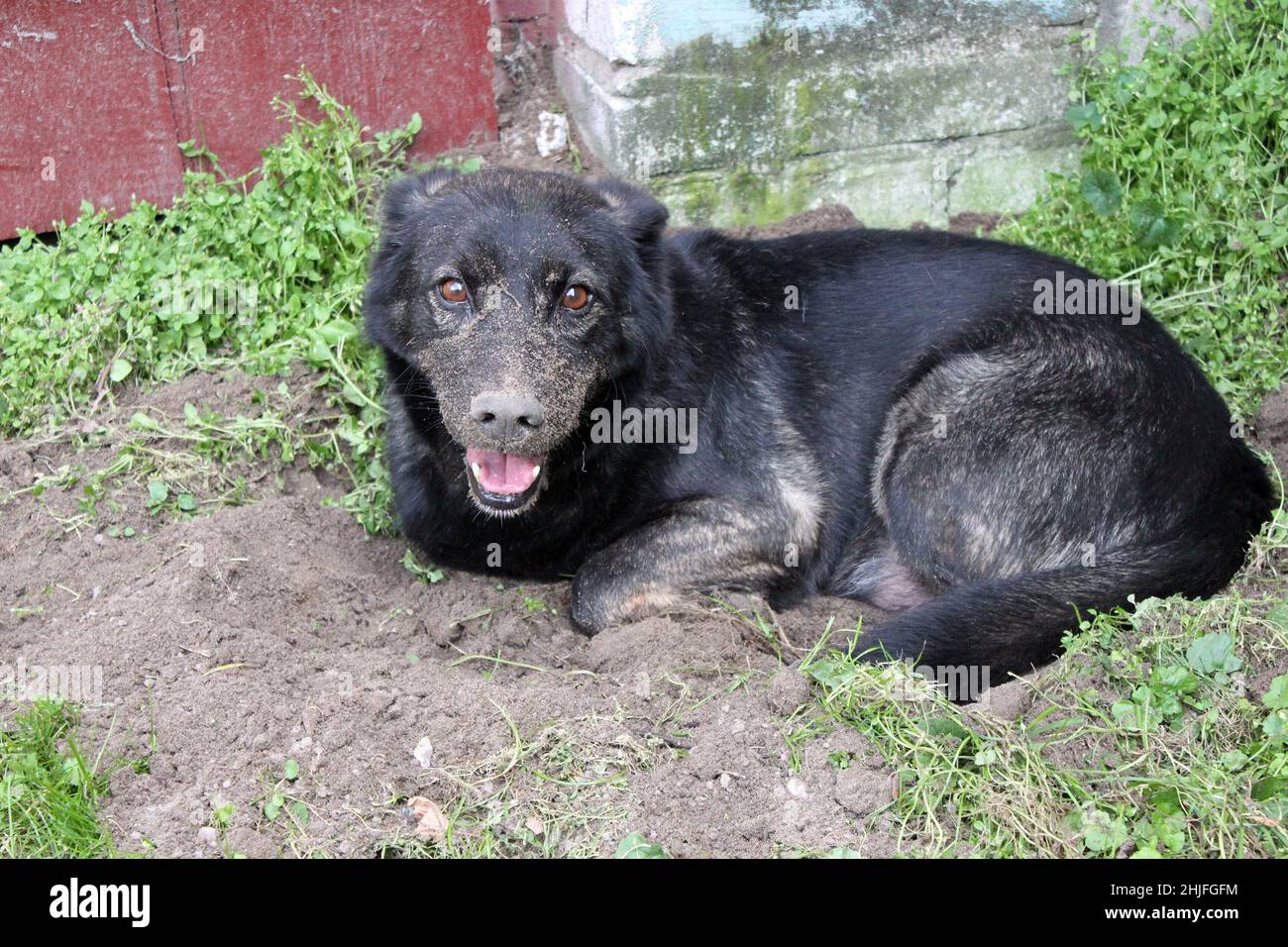 A black dog lies in a hole he has dug and has his muzzle soiled in the dirt. Stock Photo