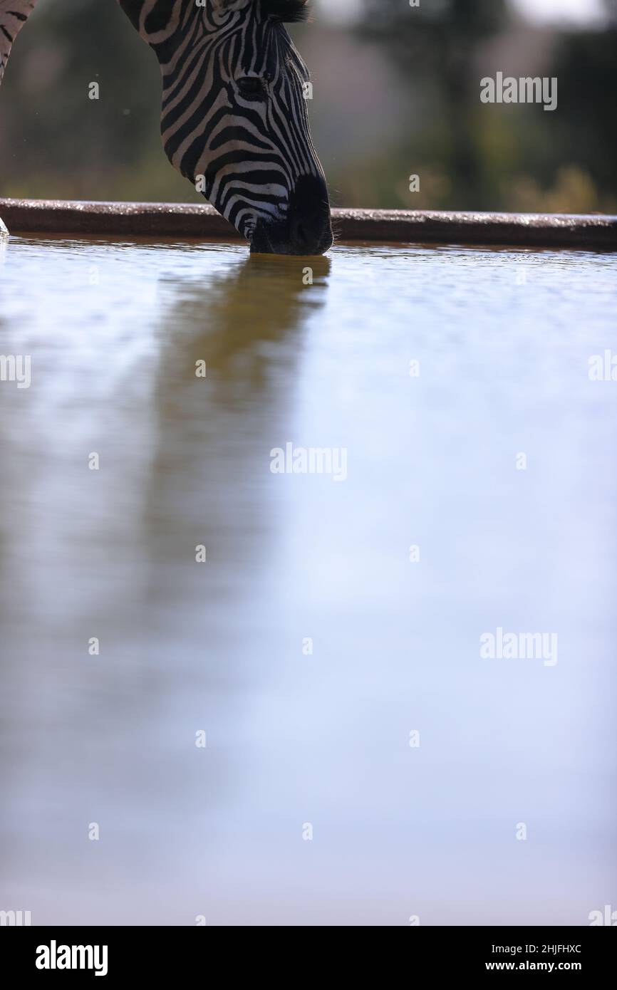 Closeup of a zebra drinking at a water pool in Welgevonden game reserve ...