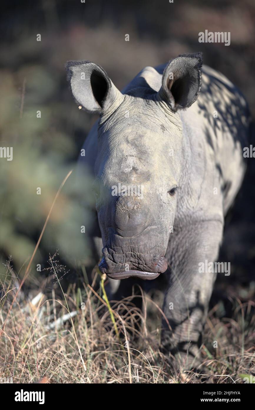 Closeup of a baby rhino in a Welgevonden game reserve in South Africa Stock Photo