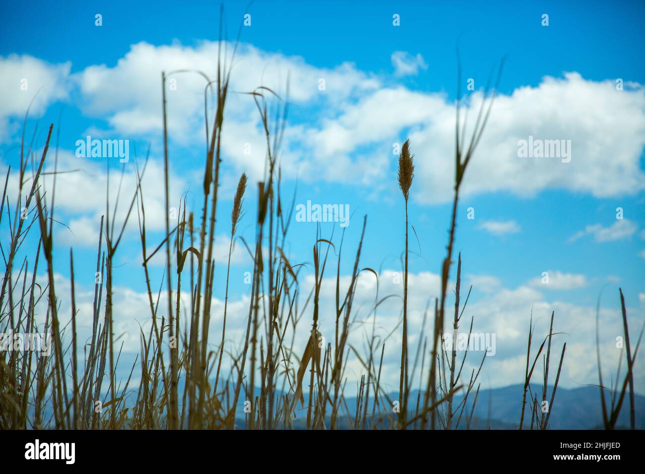 Tall dry marsh grass hi-res stock photography and images - Alamy