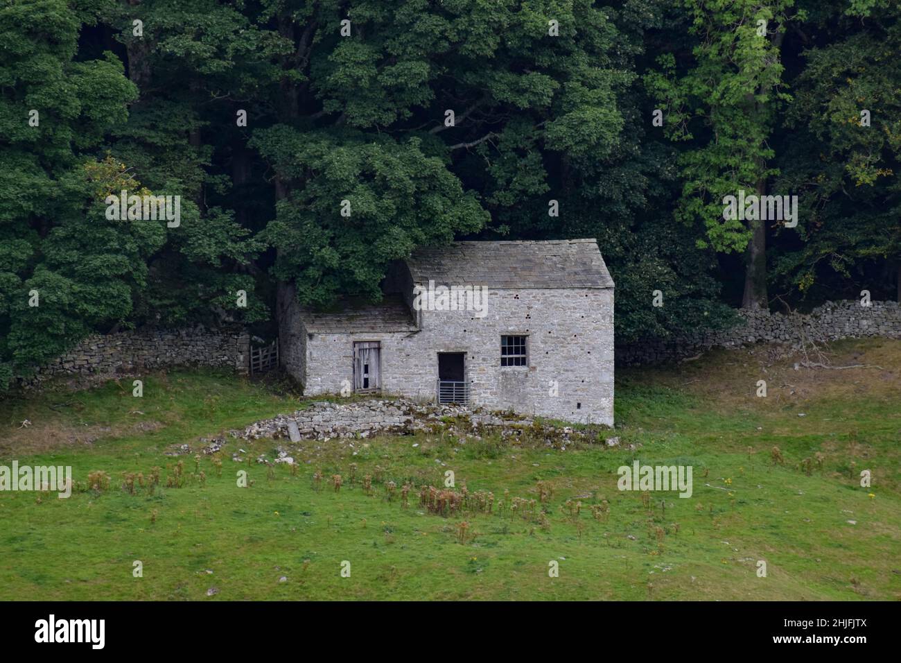 Abandoned cottage set against woodland Stock Photo