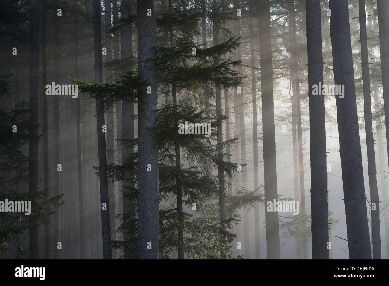 Sun rays in a Fir Forest Stock Photo