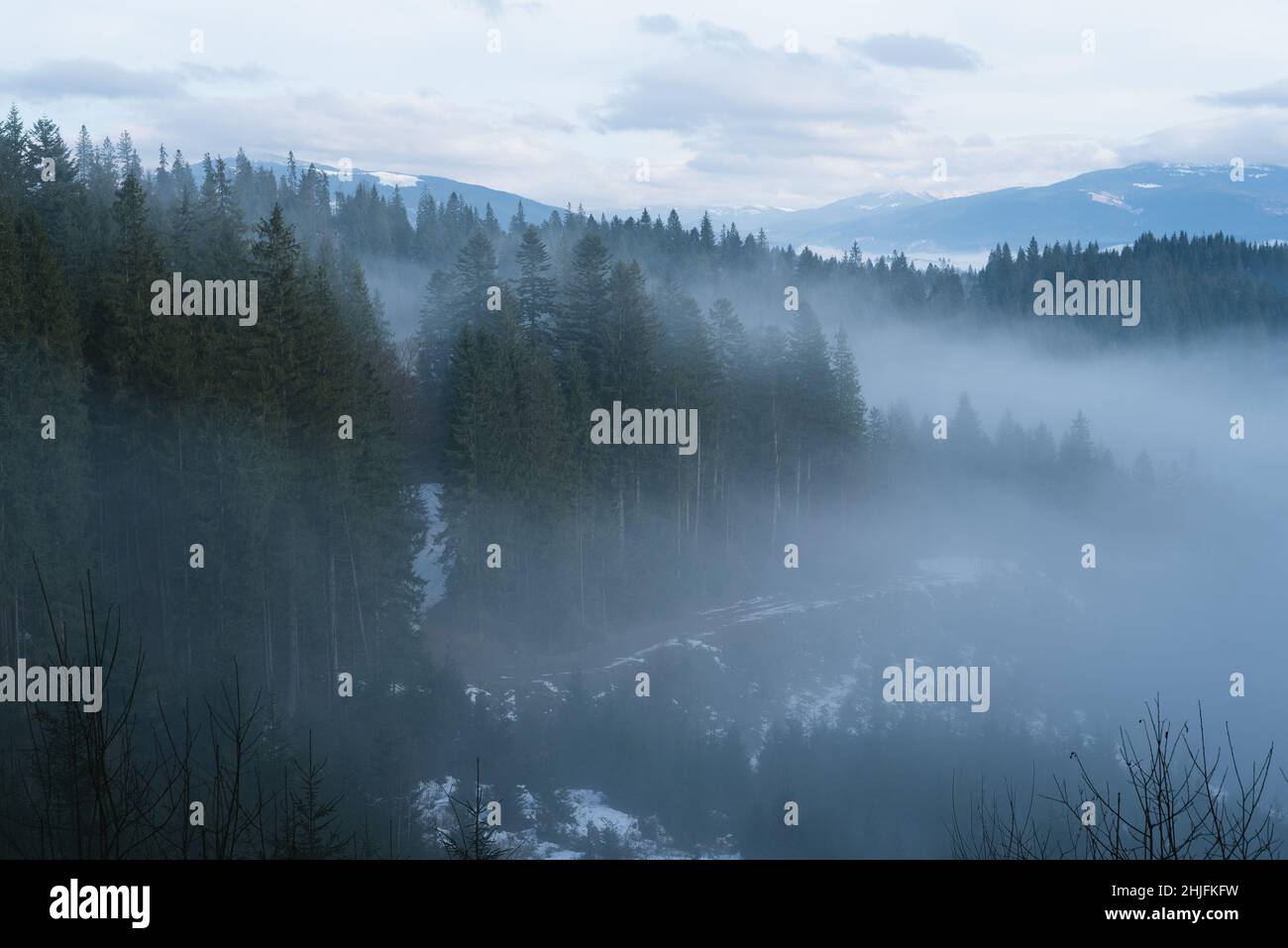 Mountain landscape in winter. Fir forest and fog. Cloudy day. Carpathian Ukraine, Europe Stock Photo