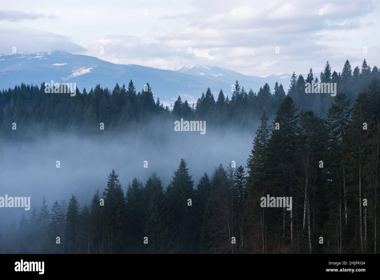 Morning mist in the mountains. Spring landscape with spruce forest Stock Photo