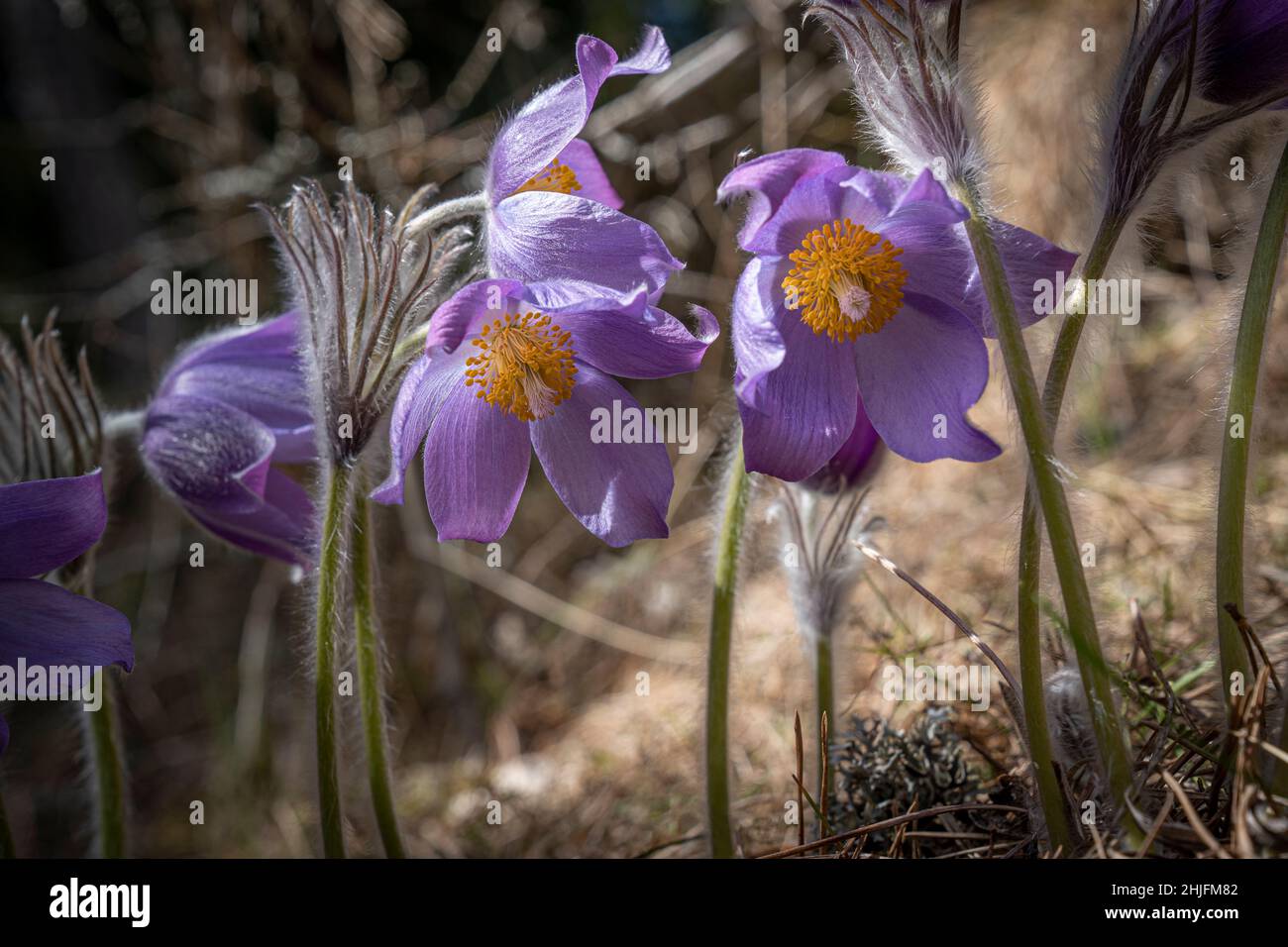 Purple pasque flowers in forest Stock Photo