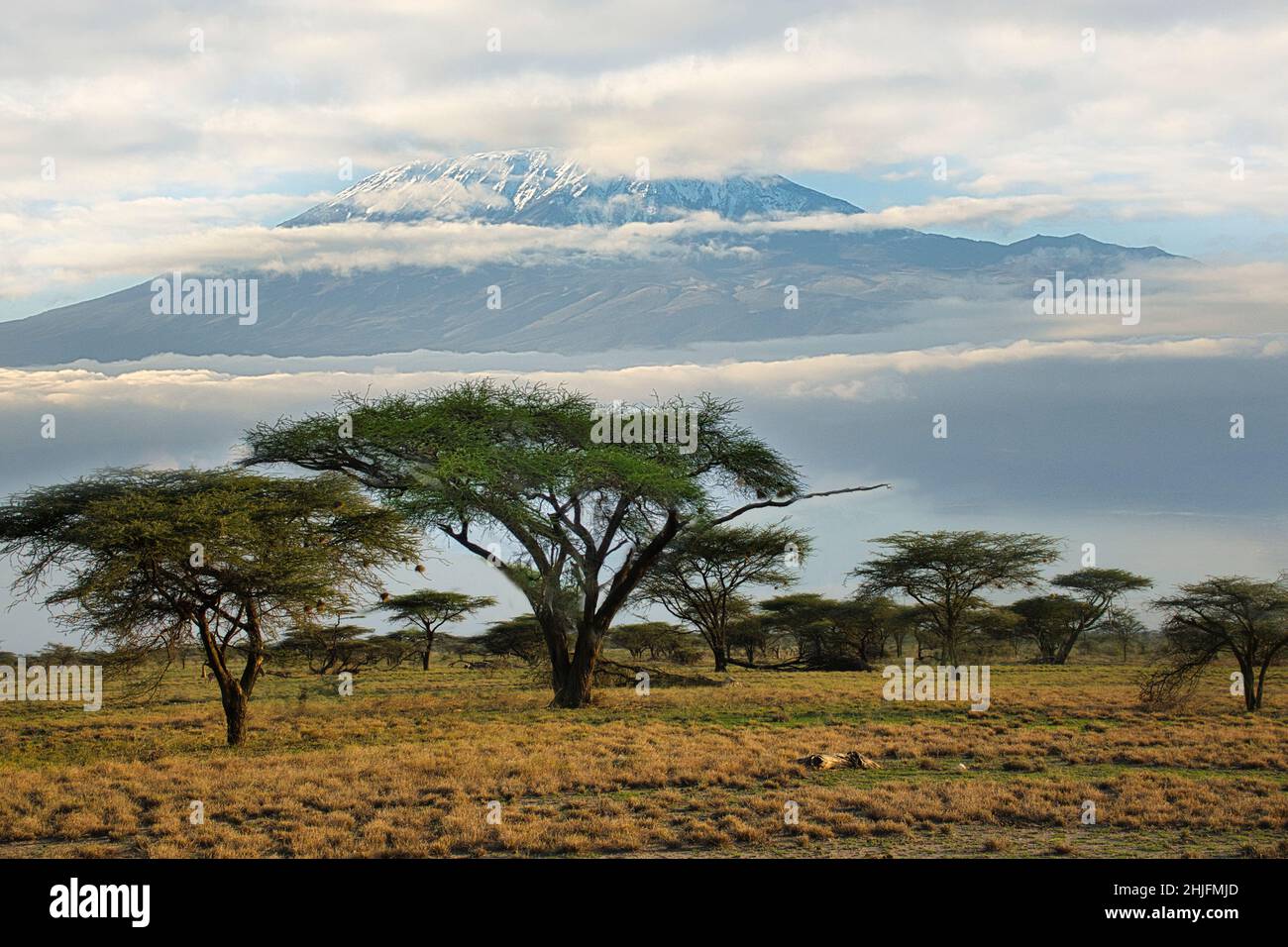 Pictures of the snowcovered Kilimanjaro in Kenya Stock Photo Alamy