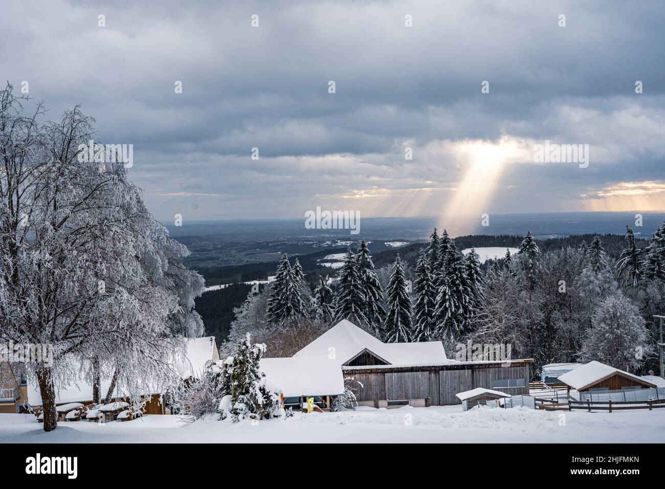 Beautiful winter landscape with snow covered trees in fog. Harsh winter ...