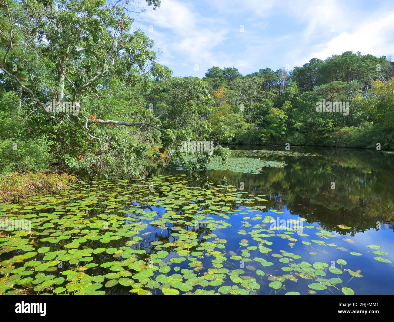 Green marsh pond,with lily pads,blue sky,reflections and falling tree