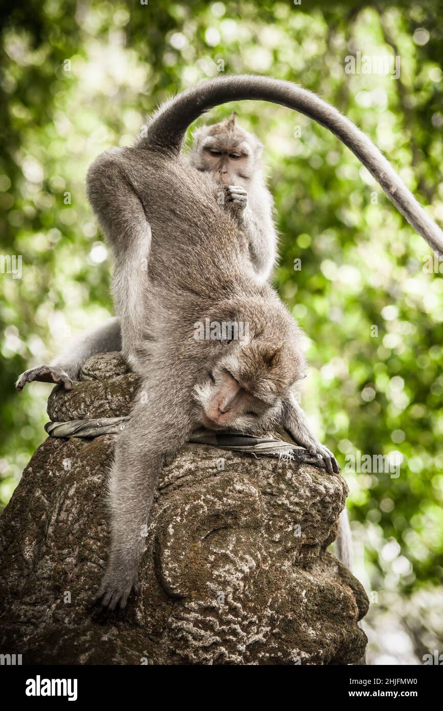 Shameful monkey stock image. Image of cleaning, africa - 87532525