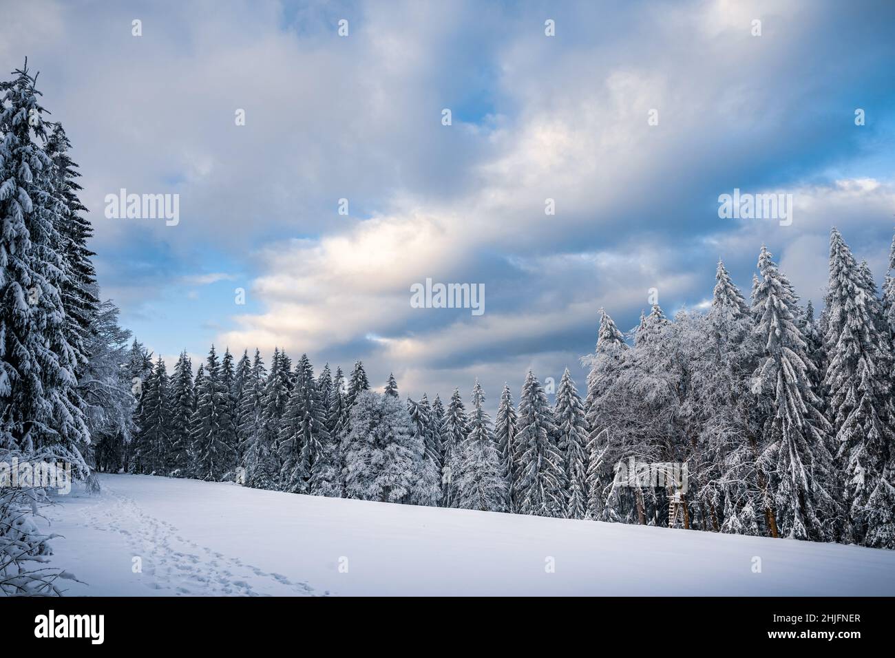 Beautiful winter landscape with snow covered trees in fog. Harsh winter ...