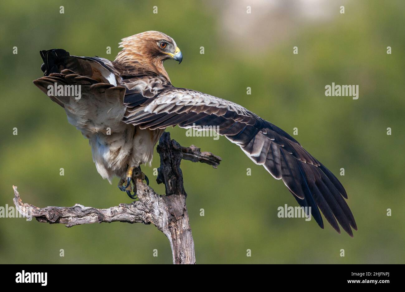 Booted eagle, Hieraaetus pennatus Stock Photo - Alamy