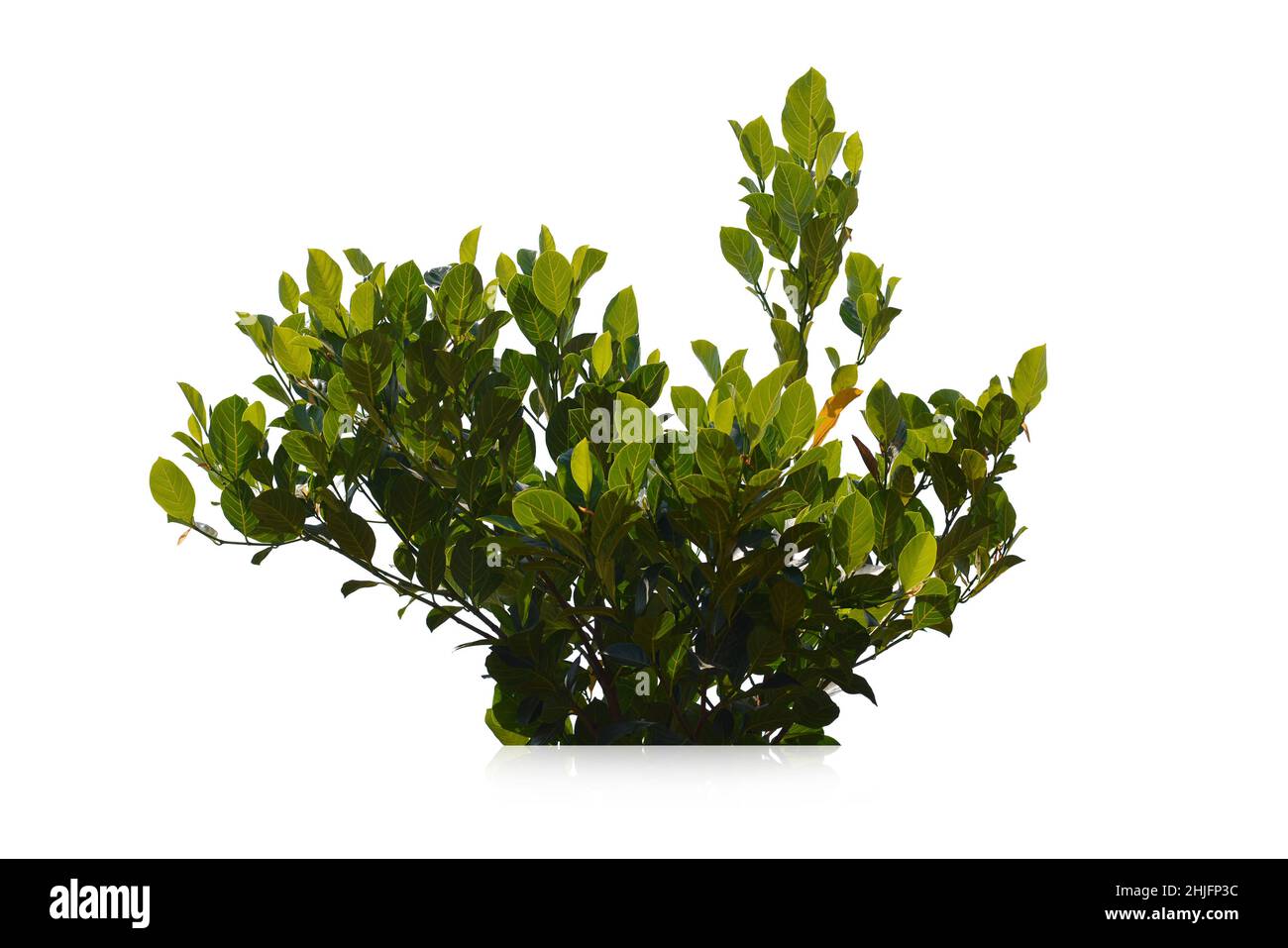 green bush isolated on white background Stock Photo Alamy