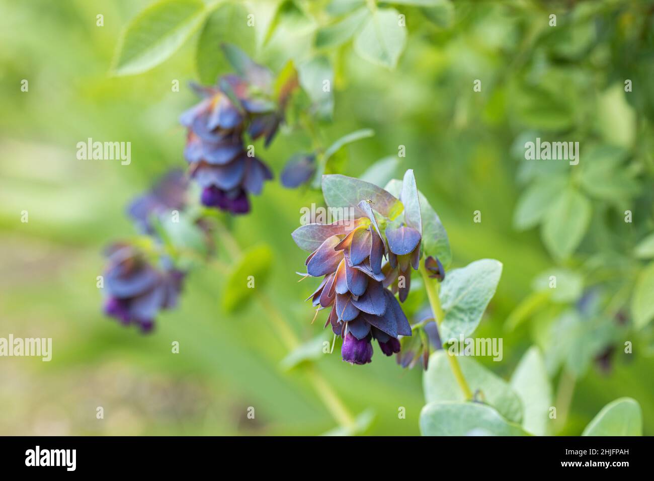 Close up of Honeywort Cerinthe major Purpurascens flowering in spring in a UK garden Stock Photo