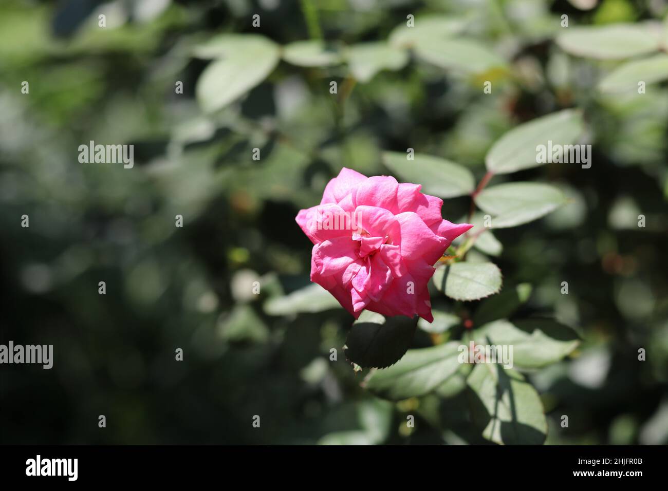 Beautiful close-up shot of the pink garden rose Stock Photo - Alamy
