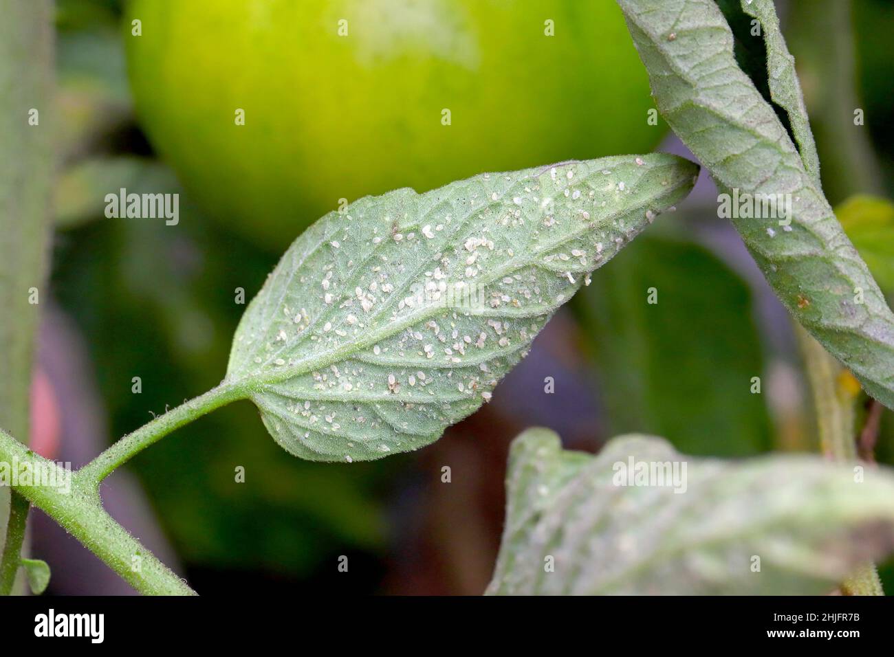 Larvae and pupae of Glasshouse whitefly (Trialeurodes vaporariorum) on the underside of tomato leaves. It is a currently important agricultural pest. Stock Photo